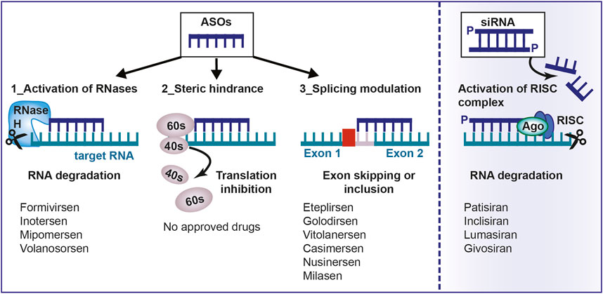 Figure 1 Mechanism of action of antisense oligonucleotides