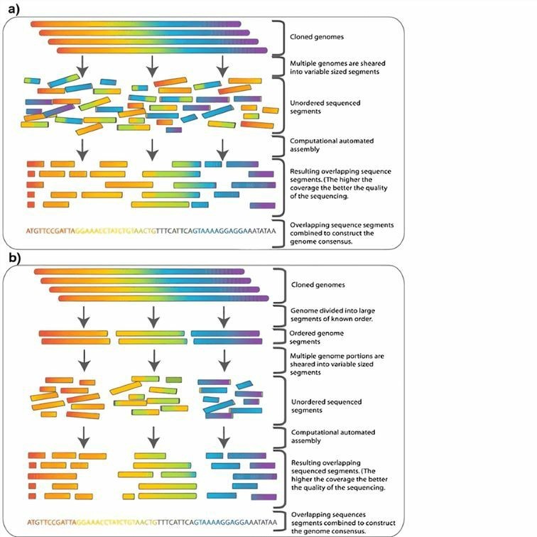 Figure 2. Genome sequencing.