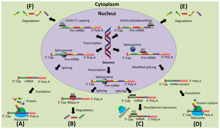 Figure 1. ASO mechanisms of action. Degradation, blockade, splicing, and exon skipping. (OA Literature)