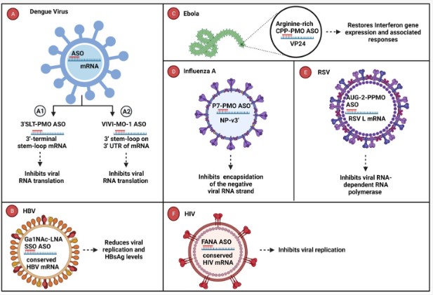 Figure 1: Antiviral Oligonucleotides Targeting Key Viral Genes. (OA Literature)