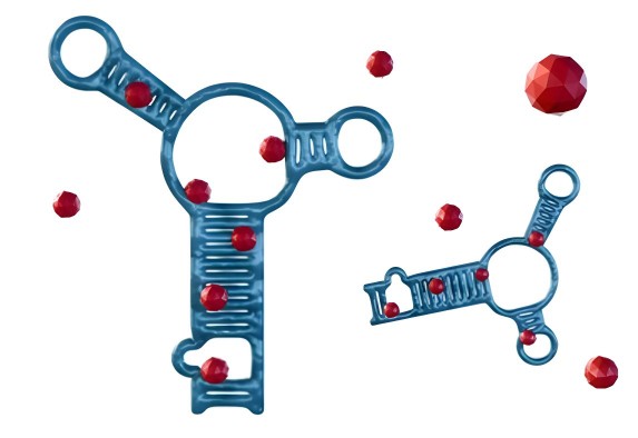 Modular Conjugation Structure