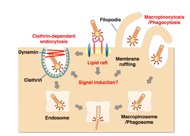 Figure 1: A Novel Dithiomaleimide-Based GalNAc-siRNA Conjugate Enabling Good siRNA Delivery and Traceability. (OA Literature)