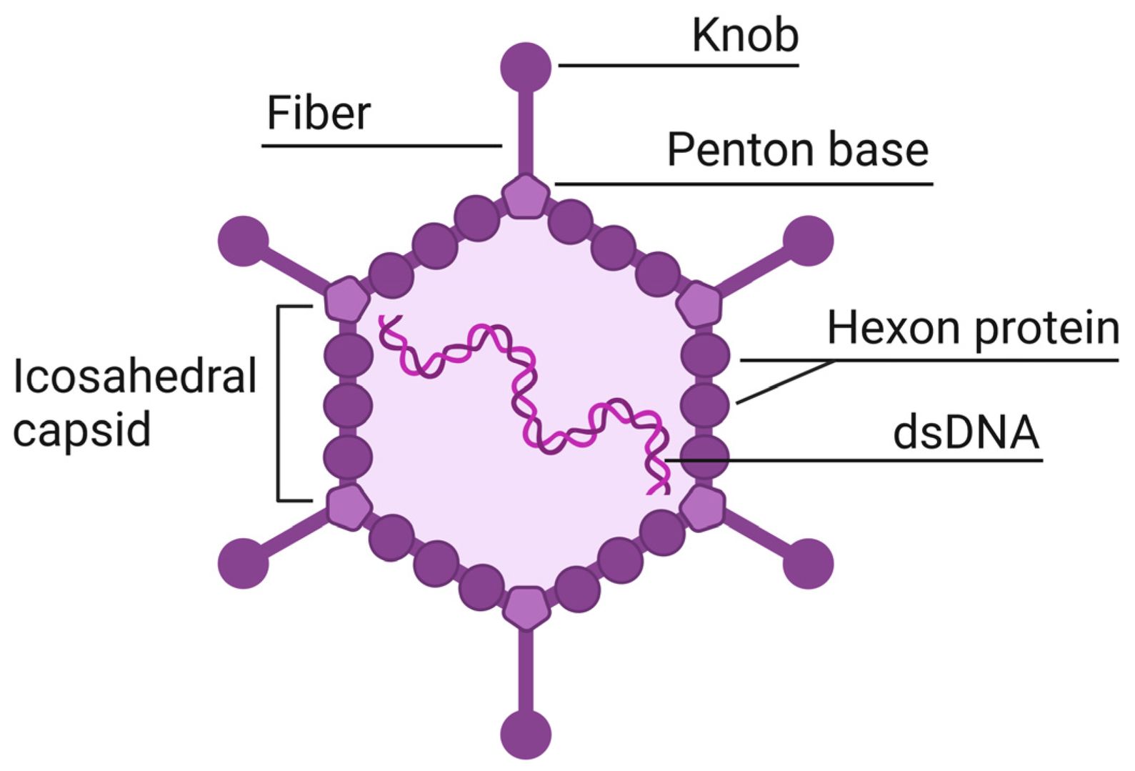 Figure 1. Adenovirus structure. (OA Literature)