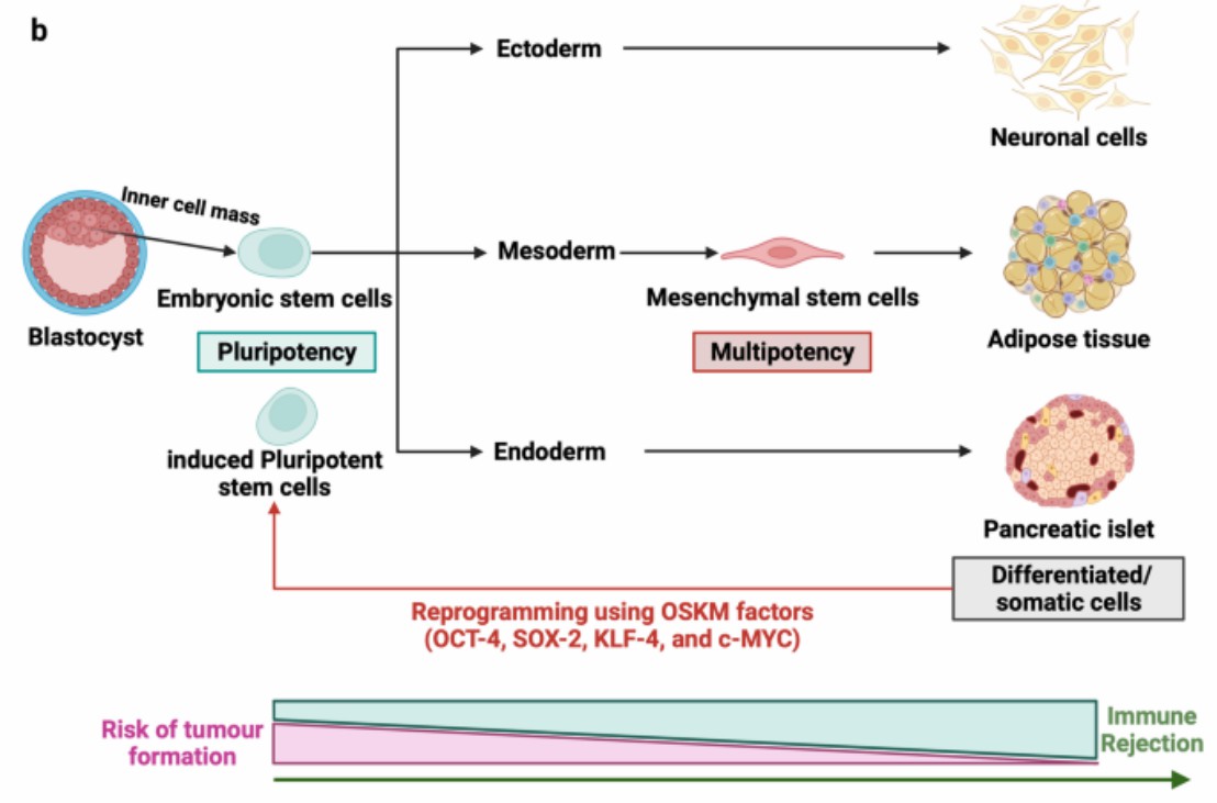 Fig.2 Schematic of the different cell sources that can be used in stem cell-based therapy