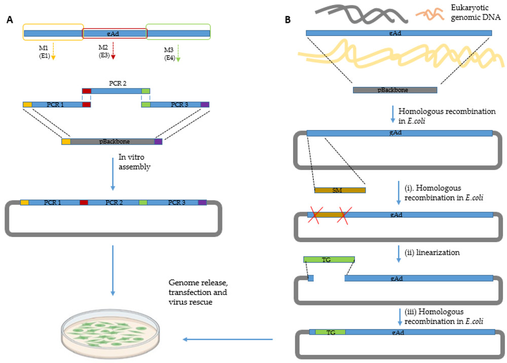 Figure 1. Construction and rescue of recombinant adenoviral vectors. (OA Literature)