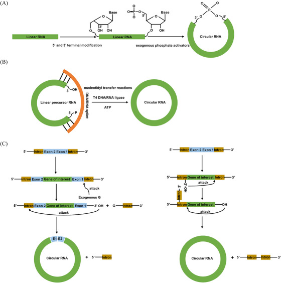 Figure 1: In vitro synthesis routes for circular RNA therapeutics (OA Literature)