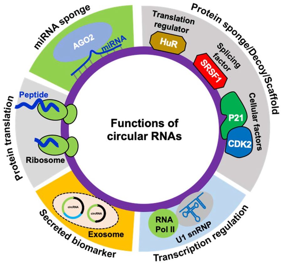 Schematic representation of known functions of circRNAs