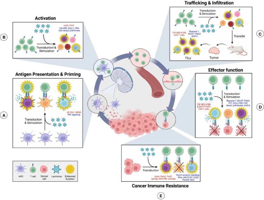 Figure 1. CRISPR screens can uncover regulators of the cancer-immunity cycle. (OA Literature)