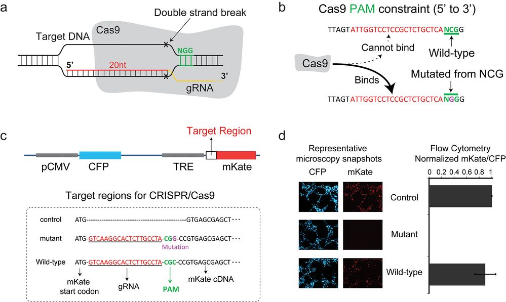 Figure 1: CRISPR/Cas9-mediated generation and validation of a heterozygous KRAS mutant stable cell line (OA Literature)