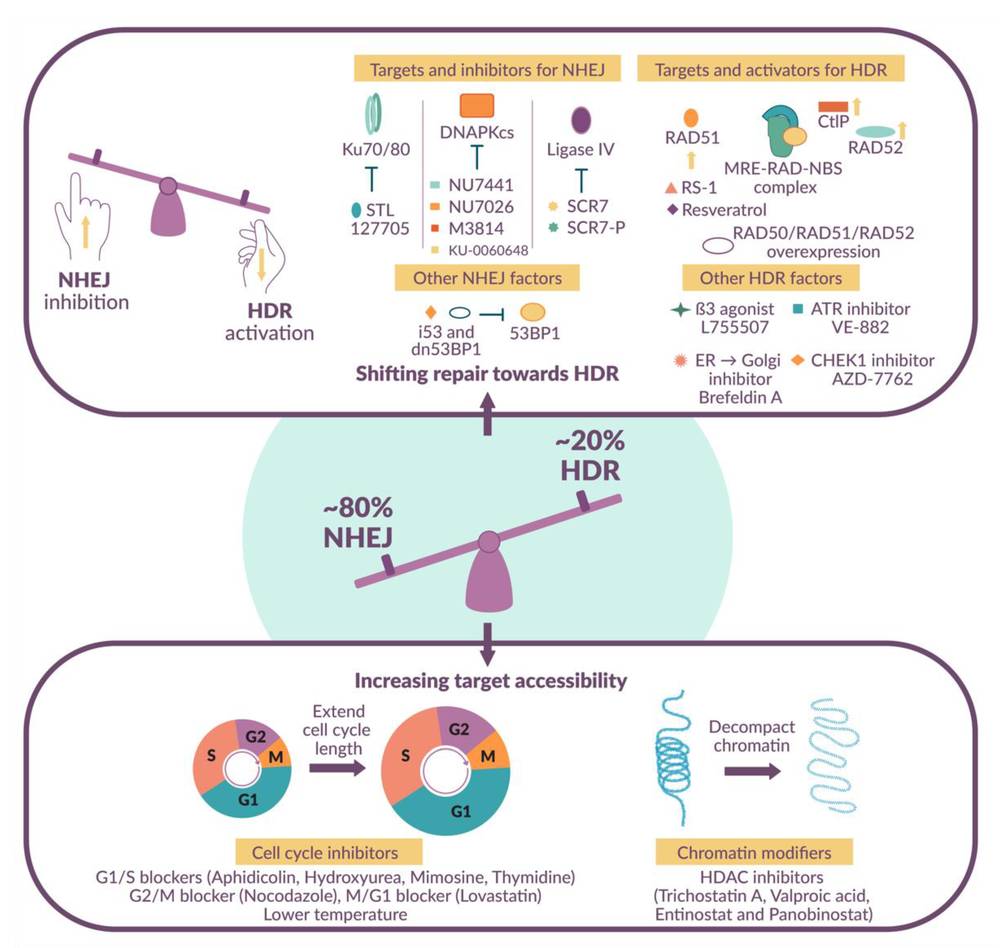 Figure 1. Strategies for improving precision editing. Techniques that promote HDR over NHEJ or enhance the accessibility of genomic targets can lead to greater editing efficiency. (OA Literature)
