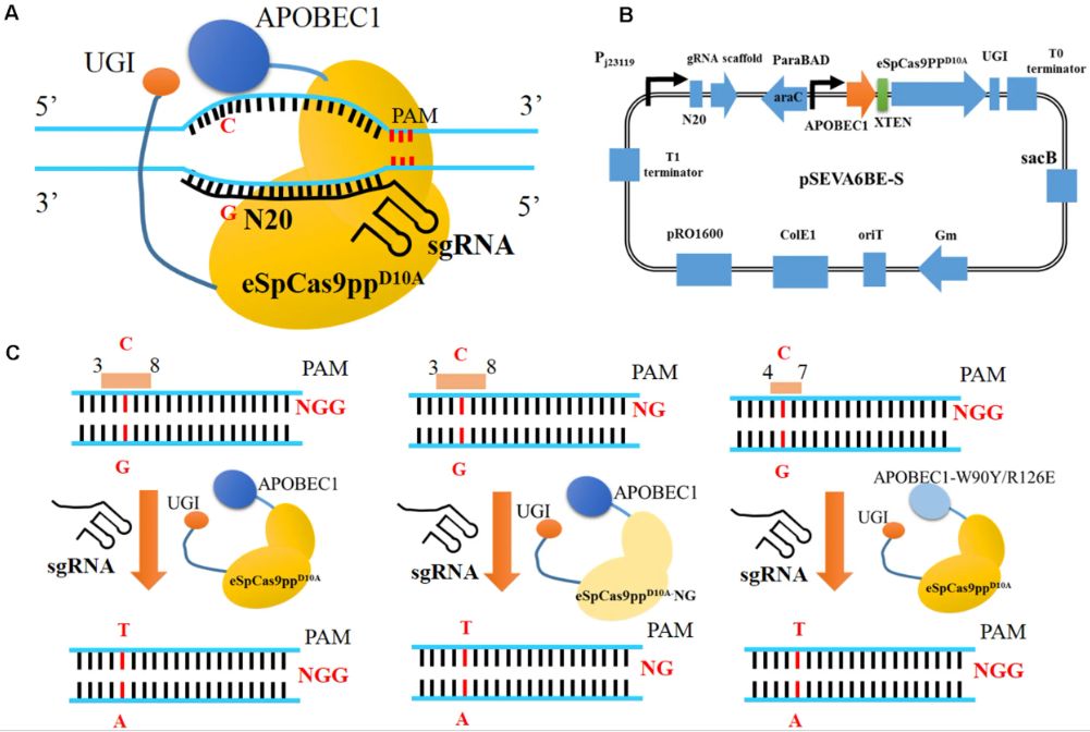 Figure 1. CRISPR-Enhanced Cytosine Base Editing in Pseudomonas putida KT244. (OA Literature)
