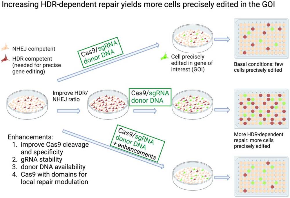 Figure 1:Enhanced HDR-dependent repair elevates the yield of CRISPR knock-in cells. This highlights knock-in HDR-dependent mutagenesis at a gene of interest (GOI). (OA Literature)