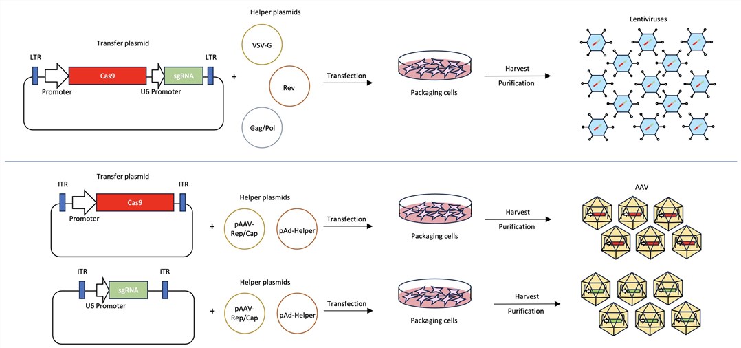 Figure 2. Process flow of our CRISPR-based viral vector construction service.