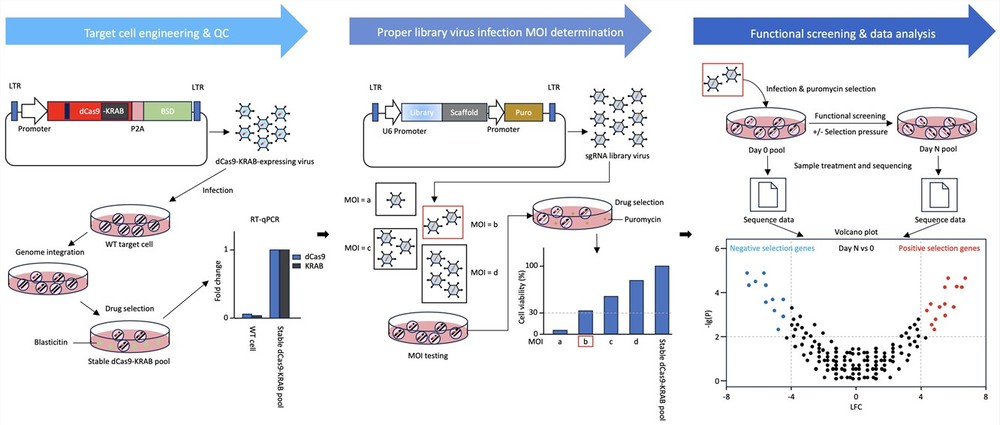 Figure 2. Process flow of our CRISPRi screening service.