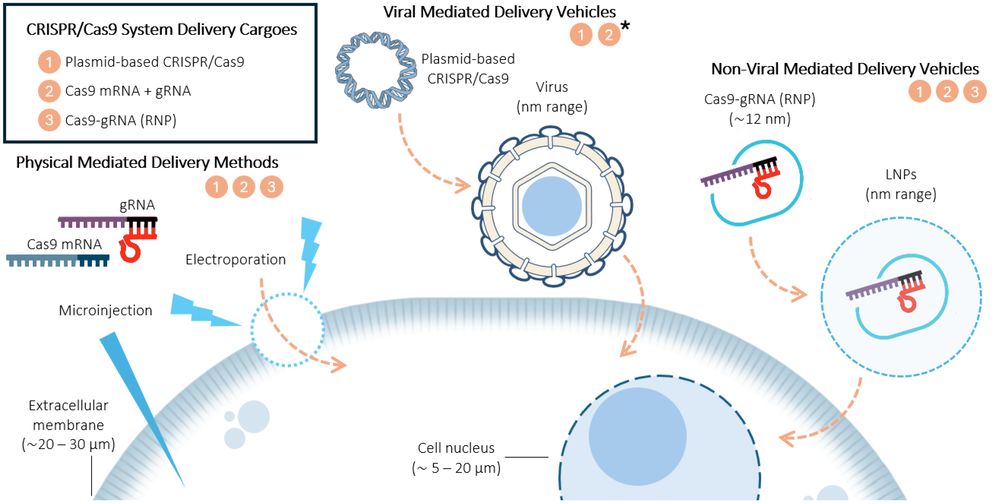 Figure 1. Overview of the three types of CRISPR/Cas9 system delivery methods: plasmid-based CRISPR/Cas9, Cas9 mRNA combined with gRNA, and RNP complexes. (OA Literature)