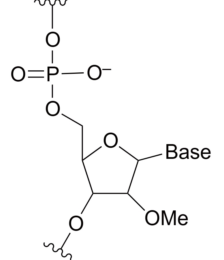 2'-O-Methyl (2'-OMe) Chemical Structure