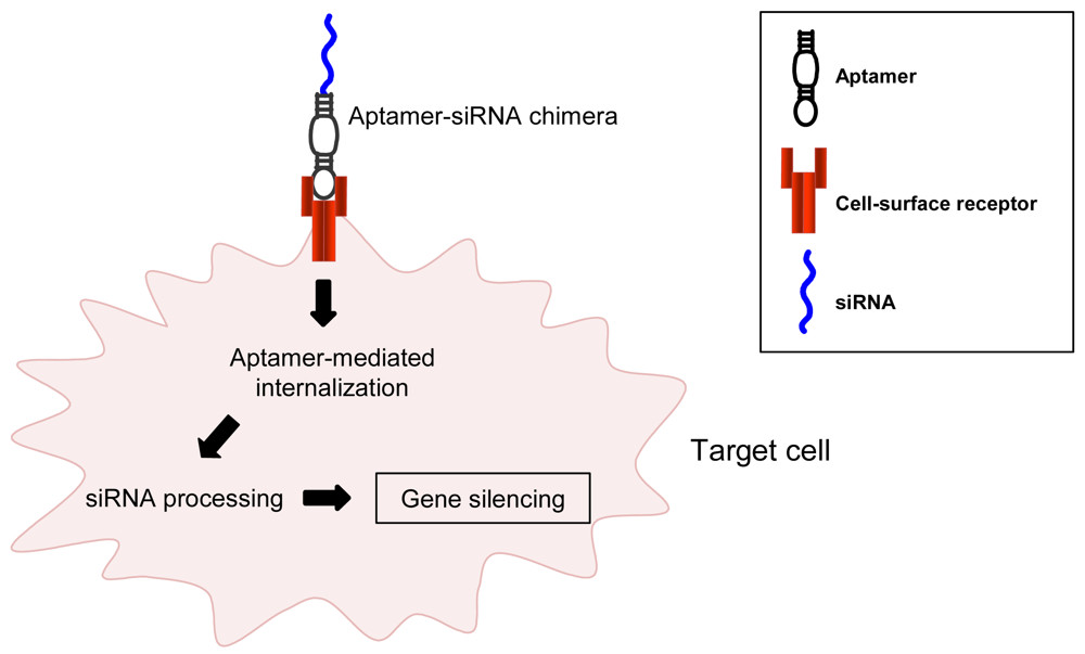 Figure 1. Aptamers as delivery agents. Aptamers that specifically bind to cell surface receptors can facilitate the delivery of siRNA to target cells. (OA Literature)