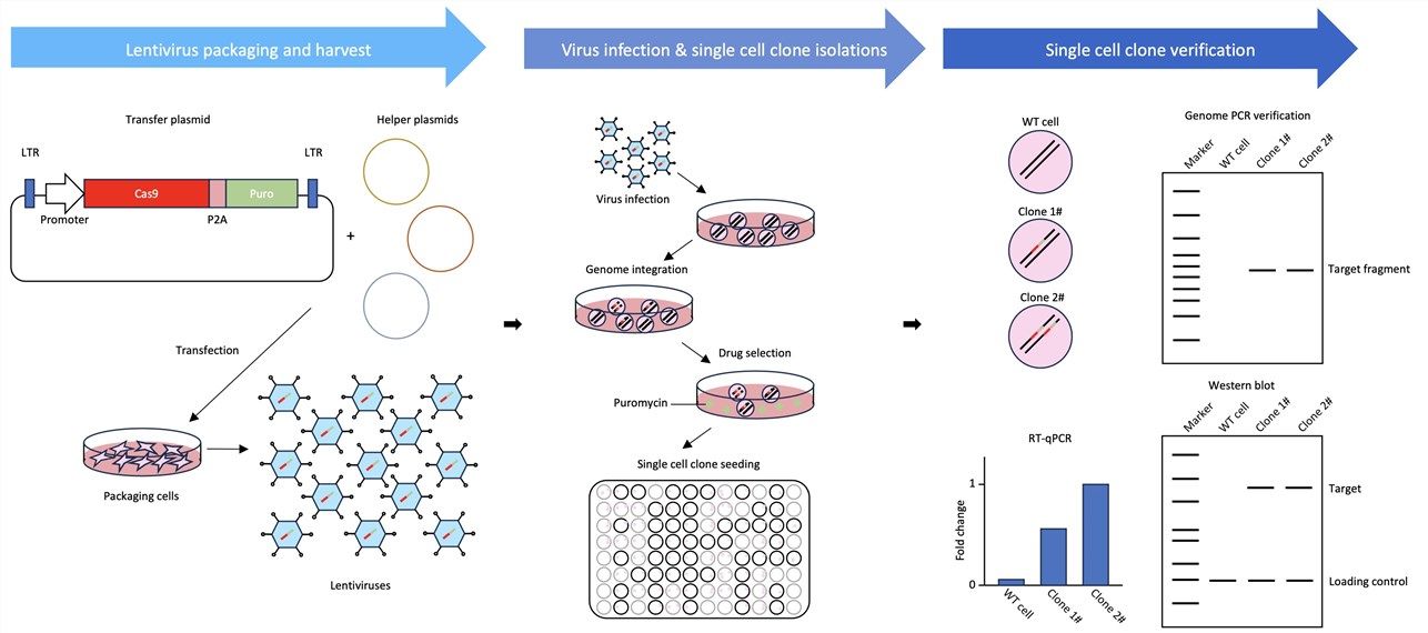Figure 1. Process flow for our custom Cas9 overexpressing cell line development service. (OA Literature)