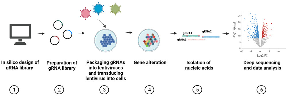Figure 1. General process of CRISPR screens. (OA Literature)