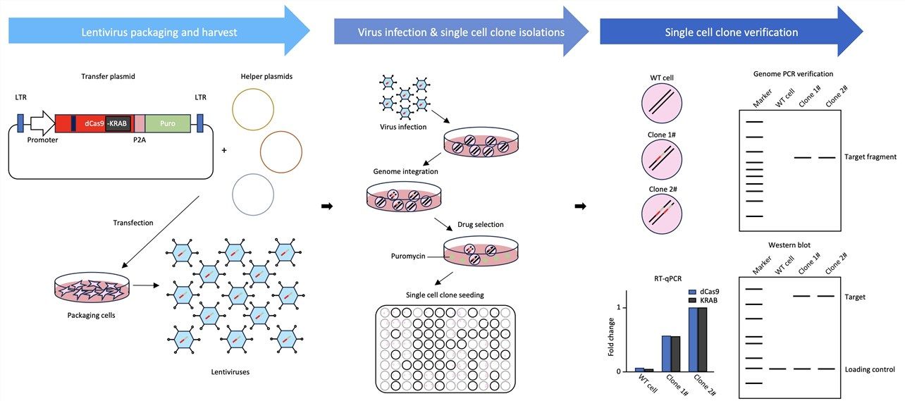Figure 2. Process flow of our custom dCas9-KRAB overexpressing cell line development service. 
