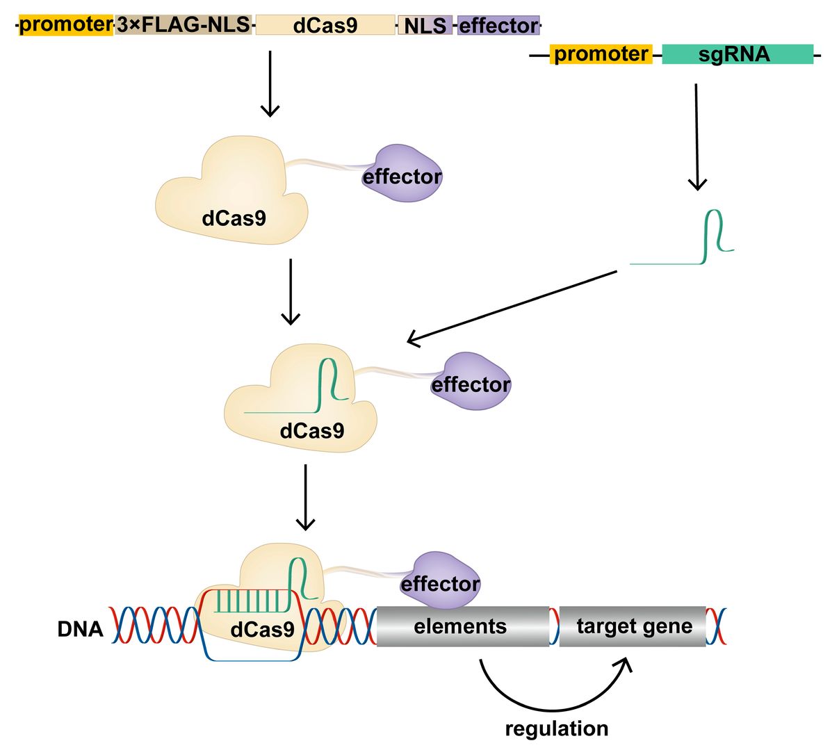 Figure 1. Schematic representation of the CRISPR/dCas9 regulatory target gene. (OA Literature)