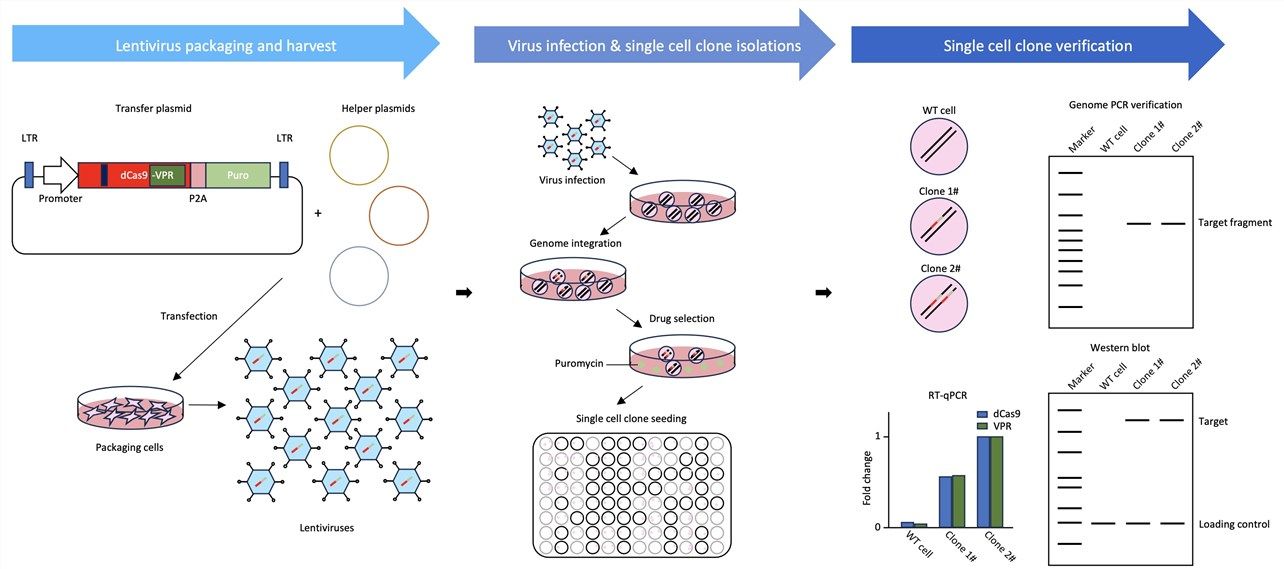 Figure 2. Process flow of our custom dCas9-VPR overexpressing cell line development service.