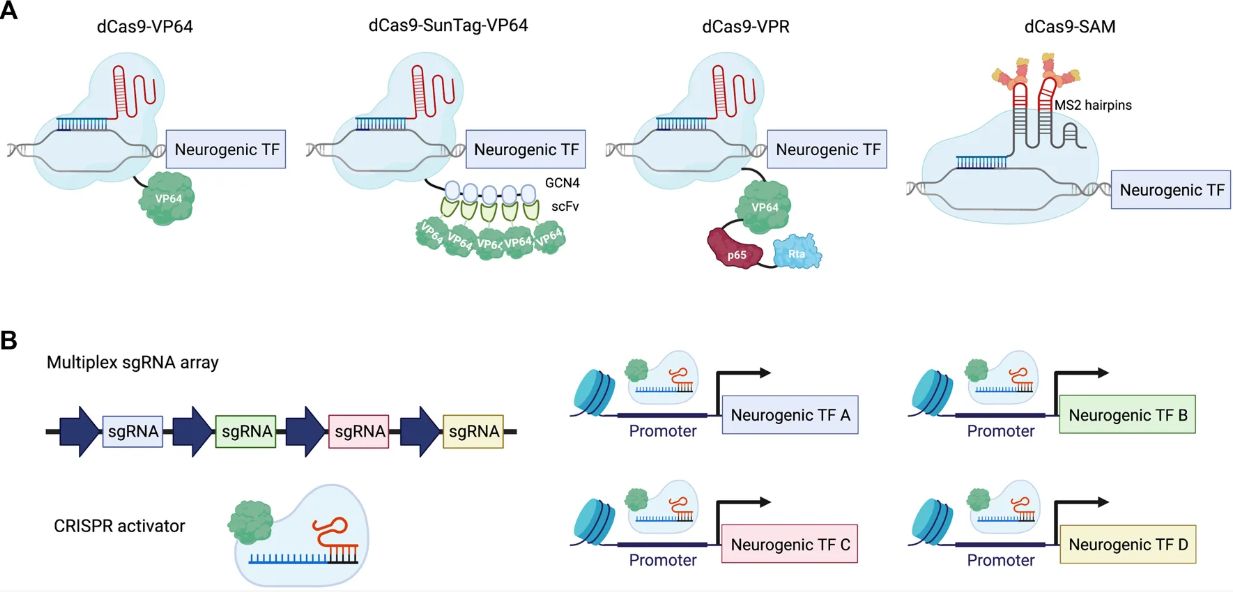 Figure 1. Neuronal differentiation facilitated by CRISPRa. (OA Literature)