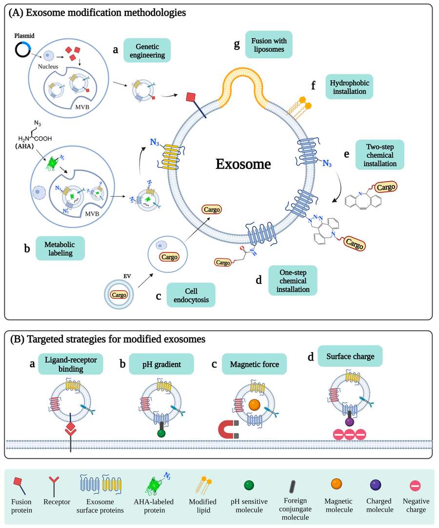 Figure 1. Summary of exosome modification and targeted delivery methods. (OA Literature)