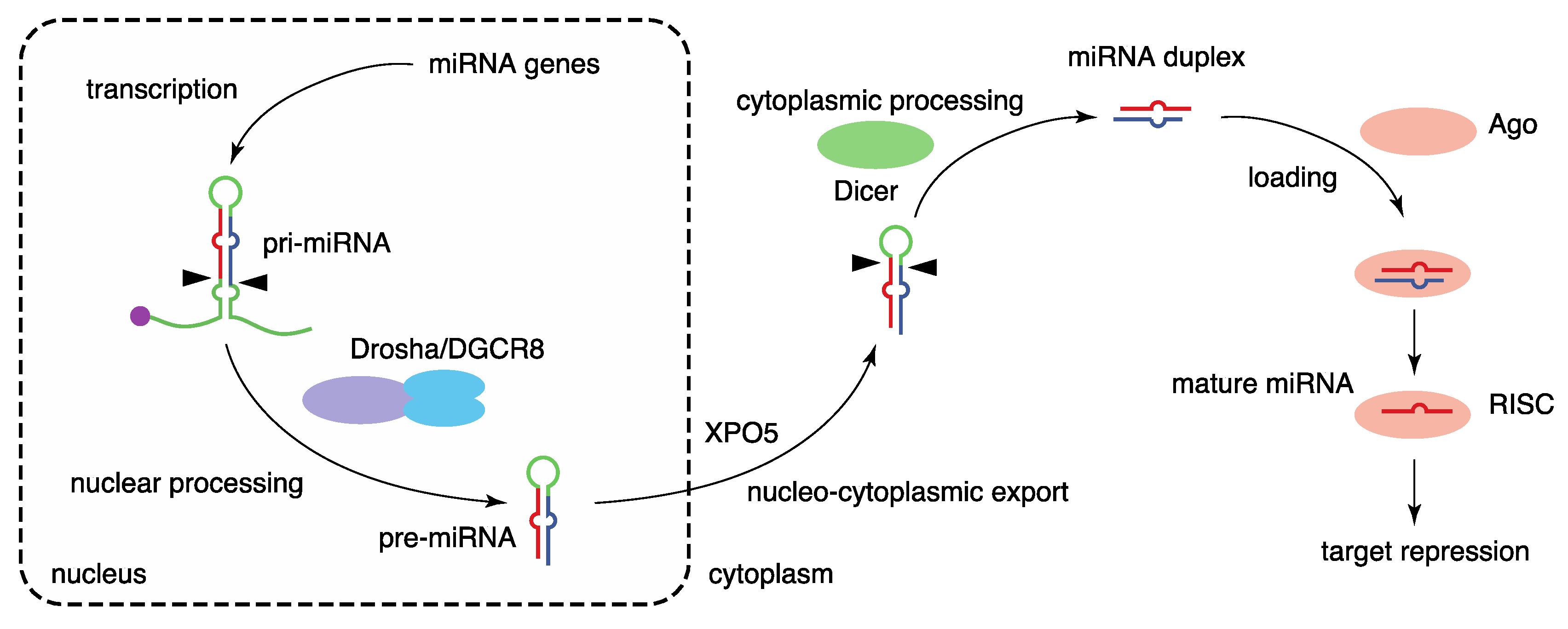 Figure 1. Biogenesis pathway of canonical microRNAs (miRNAs). (OA Literature)