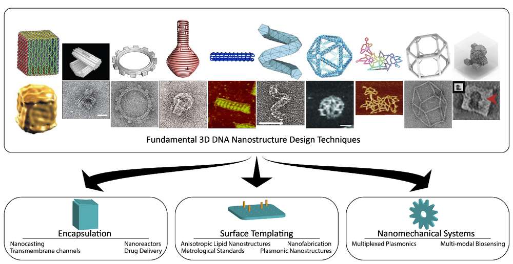 Figure 1. The mechanical designs of 3D DNA nanostructures are utilized across various interdisciplinary fields by leveraging three fundamental functions of nanoscale geometric design. (OA Literature)