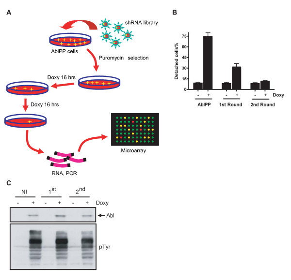 Figure 1. Screening of the shRNA library for the identification of cell detachment induced by Abl kinase. (OA Literature)
