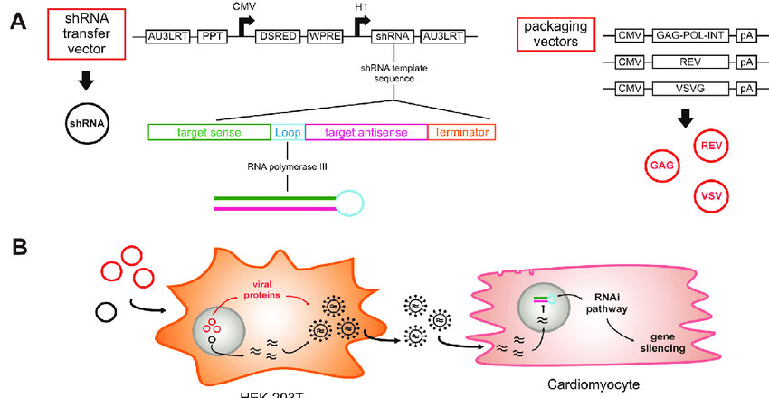 ShRNA Delivery Using Lentiviral Vectors. (OA Literature)