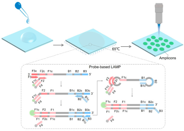 Figure 1. Diagram illustrating the probe-based LAMP reaction on a paper membrane for nucleic acid quantification. (OA Literature)