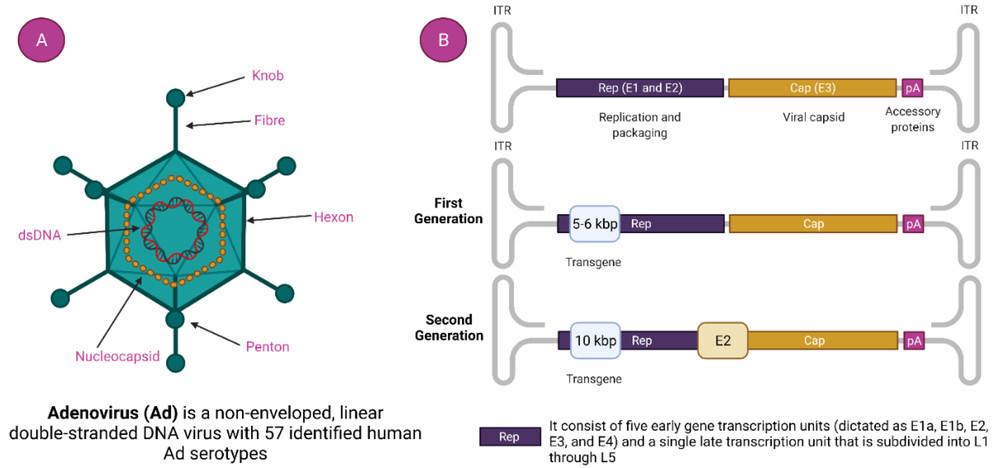 Figure 1. Adenovirus and Vectors Derived from Adenovirus. (OA Literature)