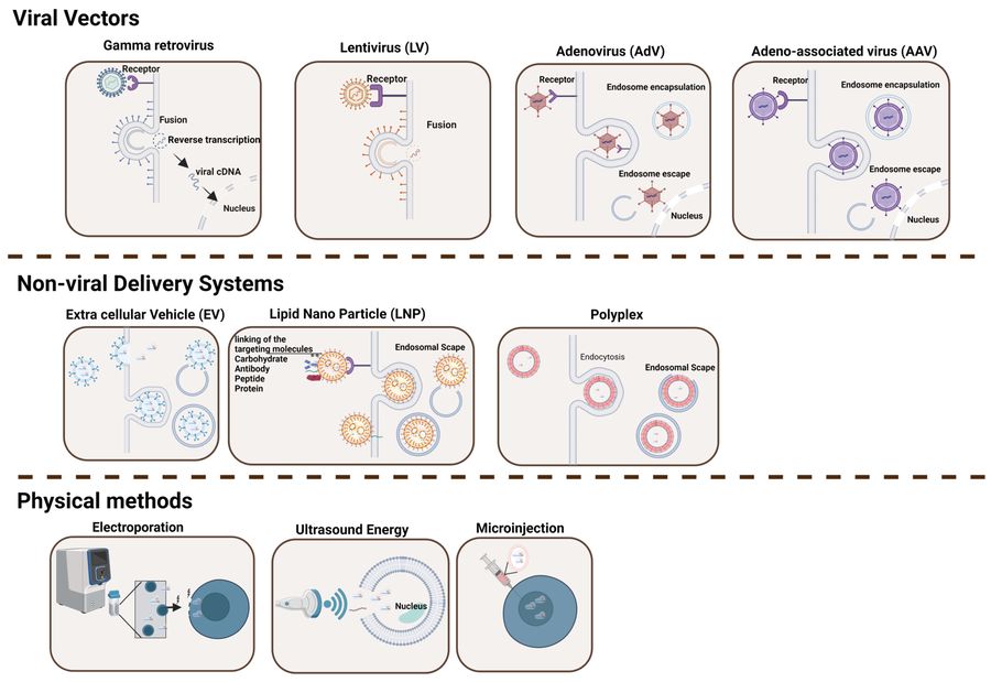 Figure 1: Delivery Methods for Gene Editing Components. (OA Literature)