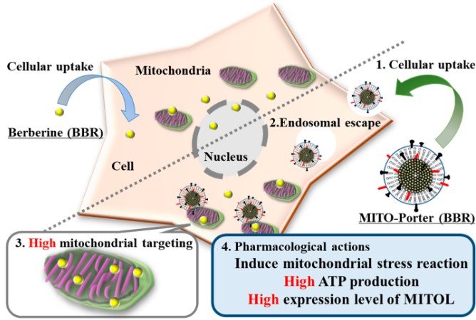 Figure. 1. A schematic illustration showing the mitochondrial delivery of BBR through the mitochondrial targeting lipid nanoparticle (LNP). (OA Literature)