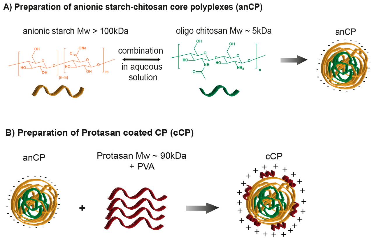 Figure 1: Depiction of drug-free (plain) starch-chitosan polyplex preparation. (OA Literature)