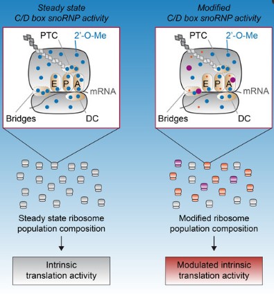 Figure 1 Schematic representation of CFTR correction strategies for the treatment of cystic fibrosis. (OA Literature)