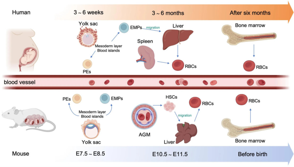 Figure 1. Summary of embryonic hematopoiesis in humans and mice. (OA Literature)