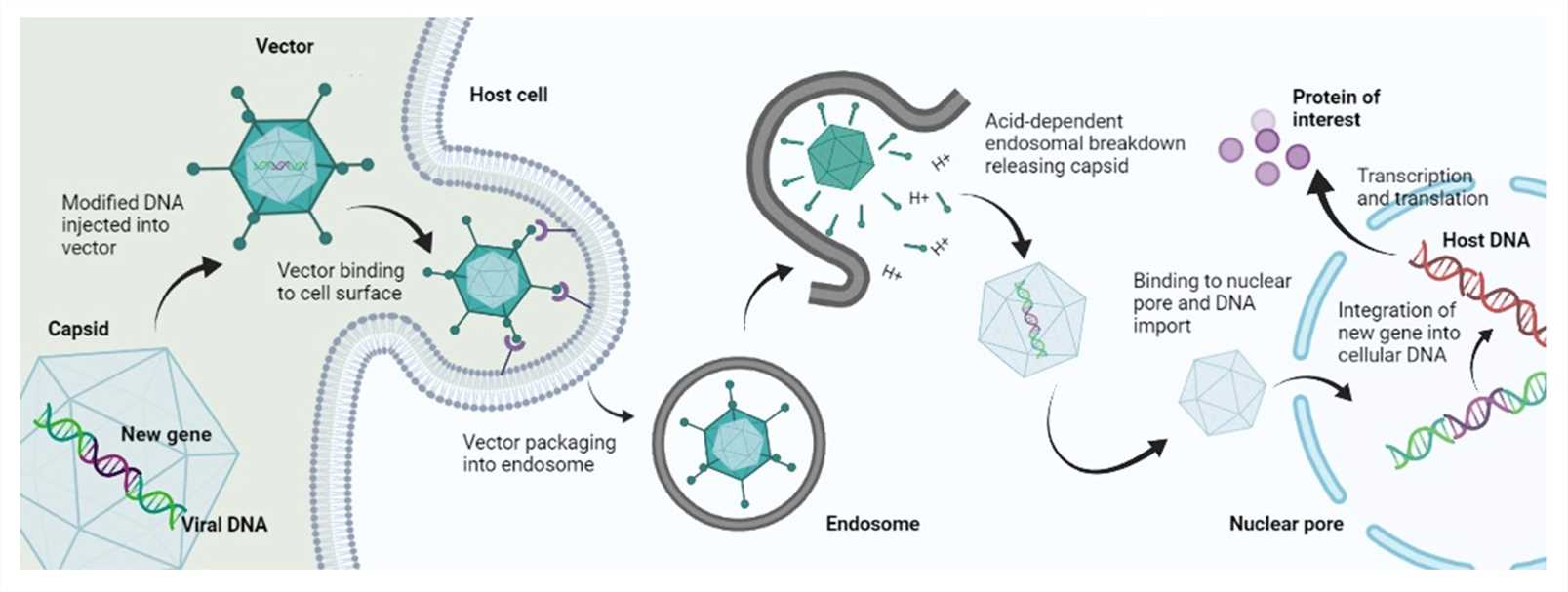 Mechanism of viral gene delivery