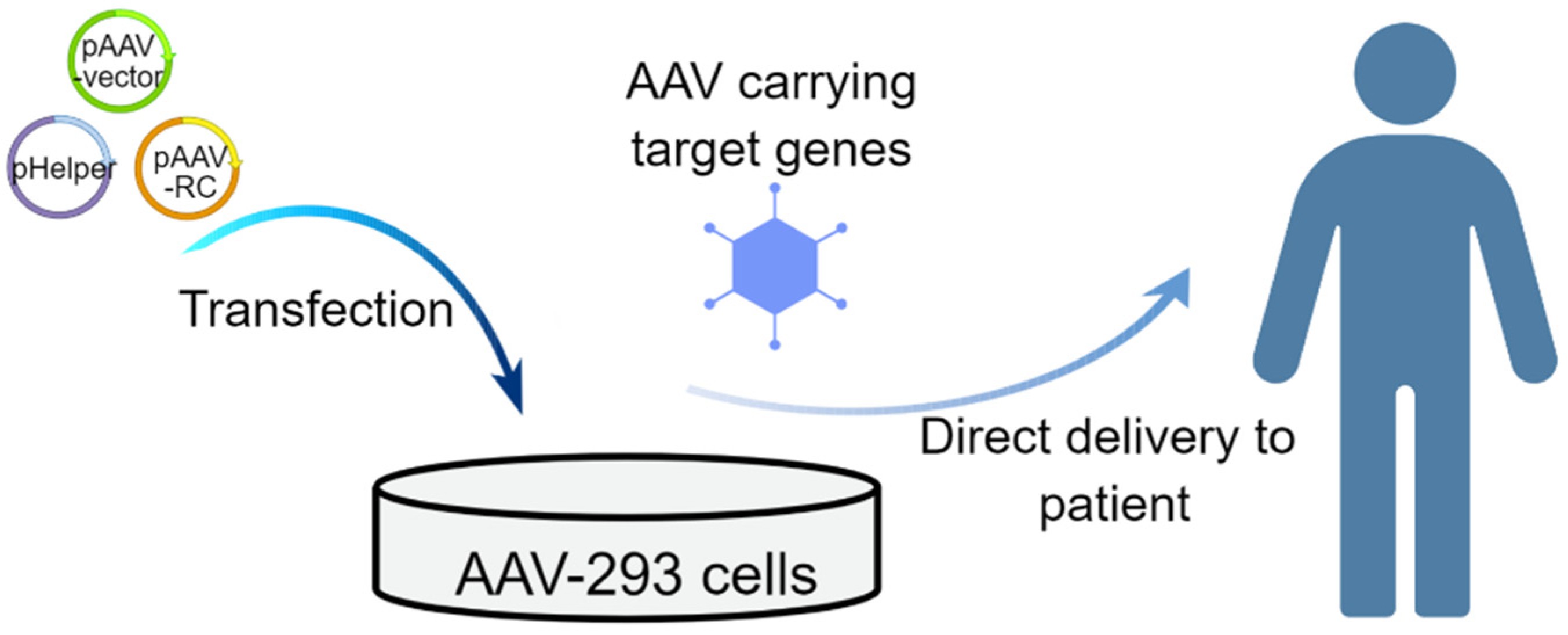 Schematic of the in vivo strategies that use AAV vectors for treating genetic diseases.