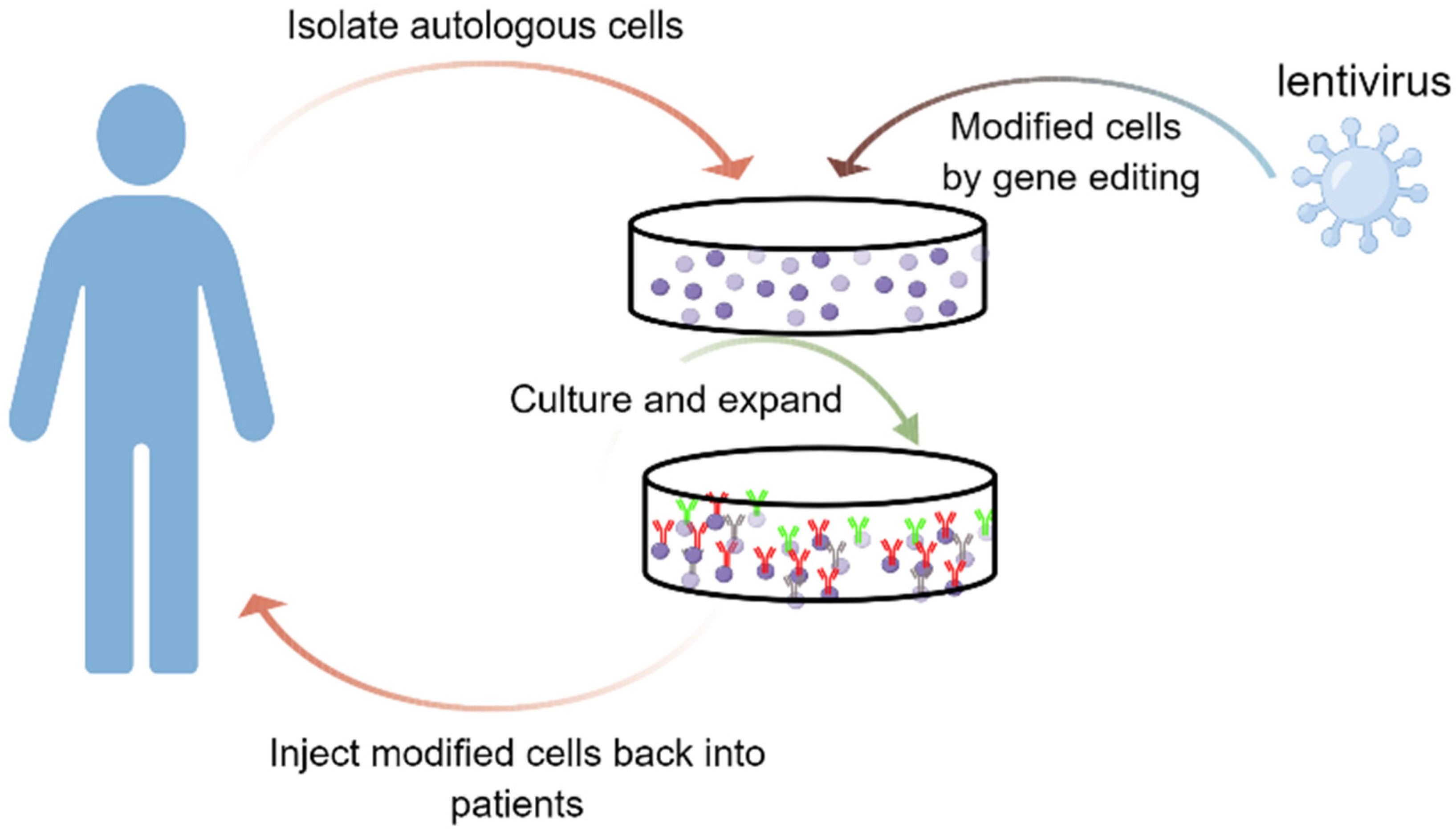 Schematic for the ex vivo strategies using LV vectors for treating genetic diseases.