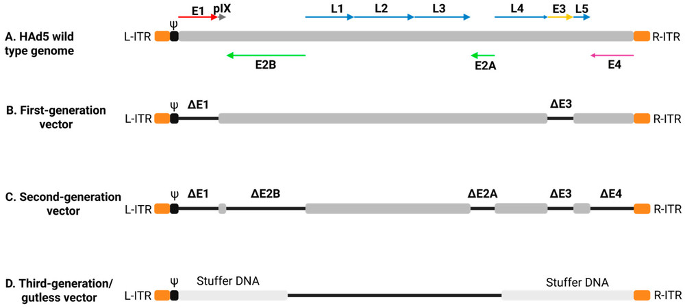 Figure 1. Diagram illustrating the different generations of adenoviral vectors. (OA Literature)