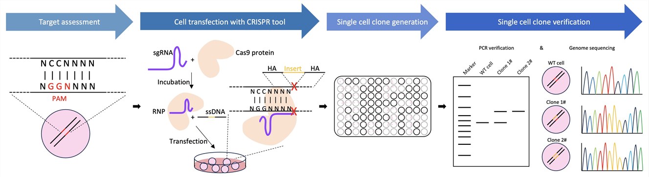 Figure 2. Overview of our gene knock-in service workflow.