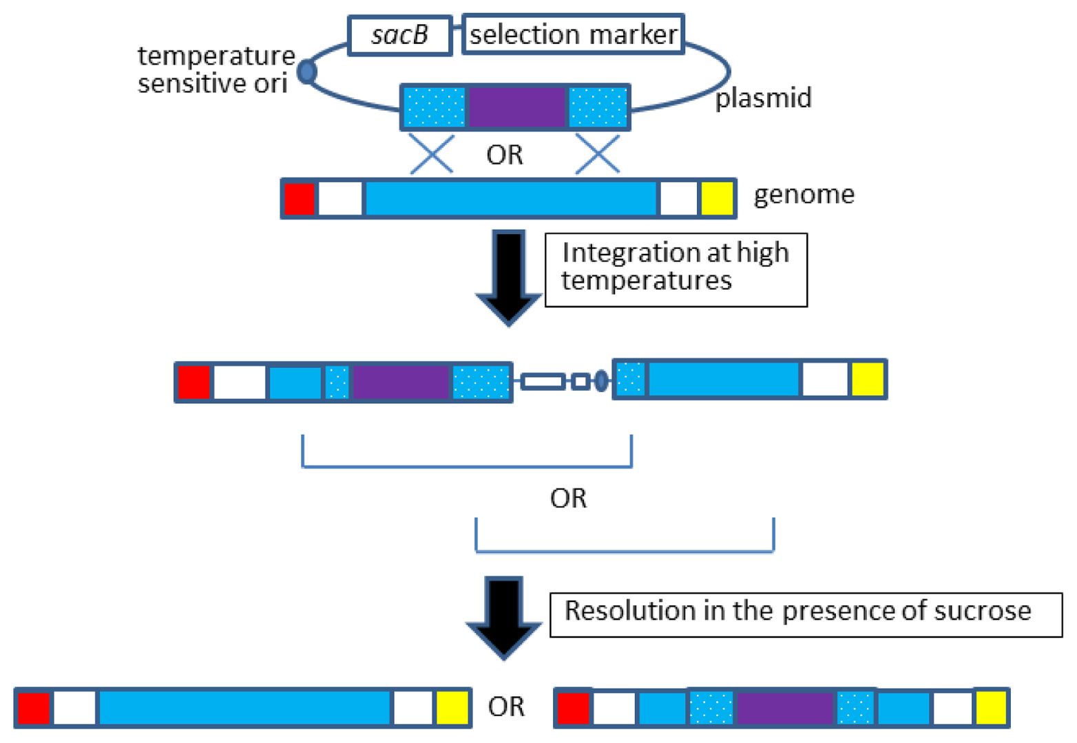 Figure 1. Gene knock-in process. The blue box represents the gene locus where the target gene is inserted. The red and yellow boxes denote neighboring genes, while the purple boxes indicate the heterologous gene to be integrated. (OA Literature)