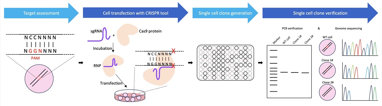 Figure 2. Overview of our gene knockout service workflow.