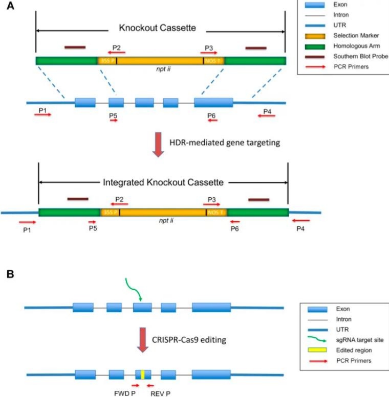 Figure 1. Targeted gene knockout achieved through gene targeting and CRISPR-Cas9 technology. (OA Literature)
