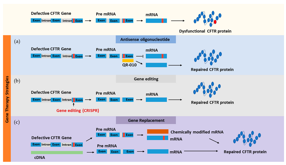 Gene-based therapeutic approaches for targeting faulty CFTR using different methods: (a) antisense oligonucleotide, (b) gene editing, and (c) gene replacement