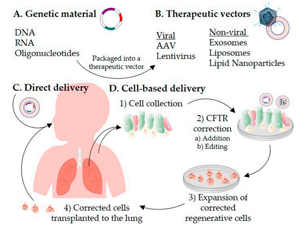 Schematic representation of CFTR correction strategies for the treatment of cystic fibrosis