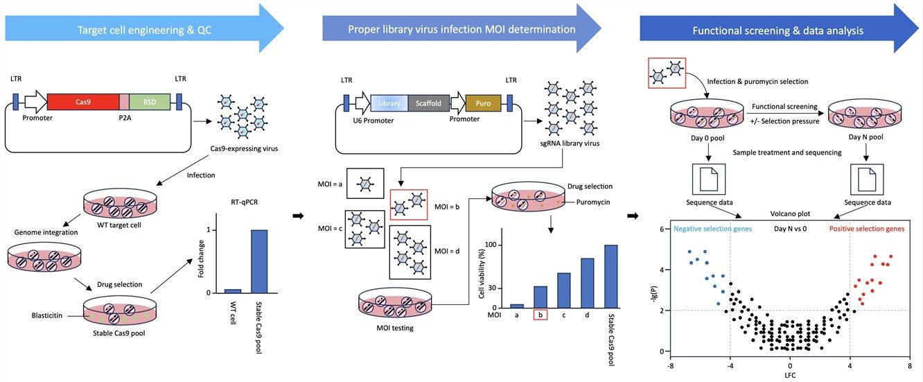Figure 2. Flowchart of our genome-wide CRISPR screening service.